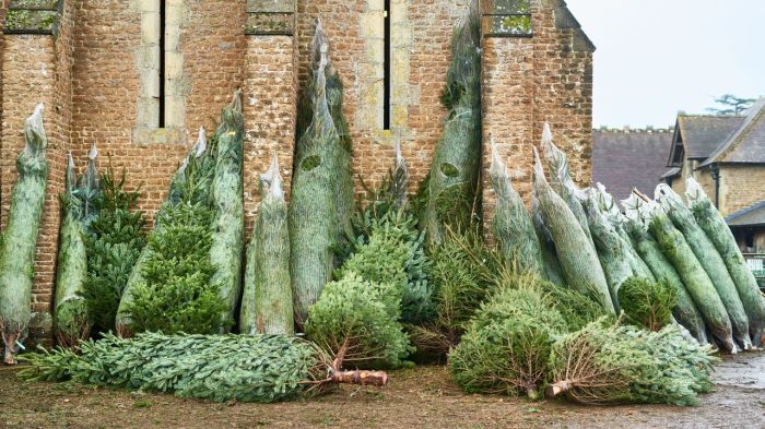 Wie lange hält ein weihnachtsbaum im wohnzimmer