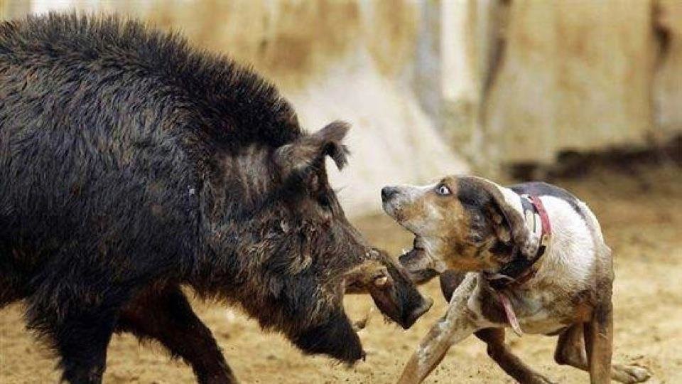 Wildschwein im wohnzimmer hagen