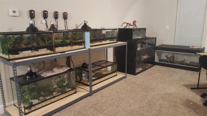 Reptile snake house room likes