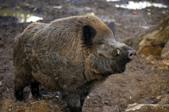 Wild hog boar