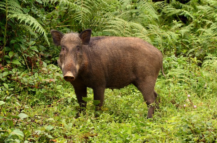 Wildschwein im wohnzimmer hagen